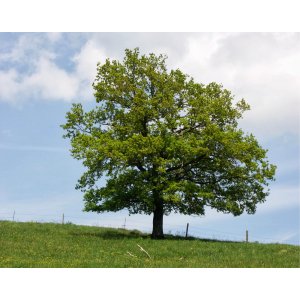 Dub letný (Quercus robur)  - výška 50-70 cm, kont. C5L